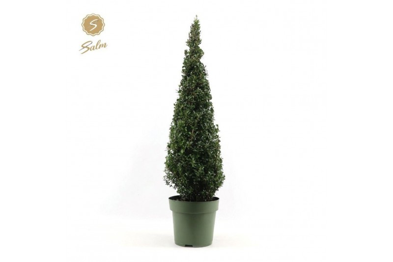 Ilex crenata Ilex crenata Pyramid 100cm P27 