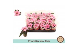 Euphorbia pul. princettia hot pink Euph. Princettia mini Light pink in