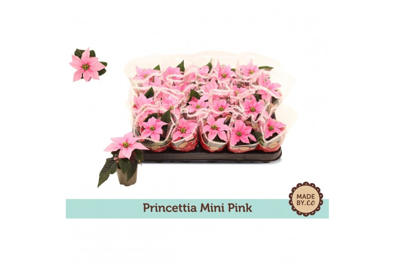 Euphorbia pul. princettia hot pink Euph. Princettia mini Light pink in 