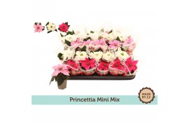 Euphorbia pul. princettia mix Euph. Princettia mini Mix in Sleeve 1 bl
