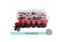 Euphorbia pul. princettia indian red Euph. Princettia Mini Red in slee