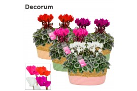 Cyclamen pers. super serie picasso Cyclamen SS Picasso Mix Fieldbasket