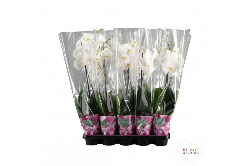 Phalaenopsis wit Phalaenopsis wit - 1 tak 80cm A2 6 bl. 1 tak/plnt 