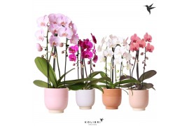 Phalaenopsis elegant cascade Kolibri Orchids Cascade Niagara Fall mix 