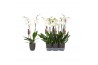 Phalaenopsis anthura madrid Phalaenopsis White, 2-spike Antracite Cera