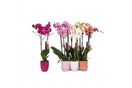Phalaenopsis mix Phalaenopsis mix, 2-spike Ton sur ton Ceramics18 bl. 
