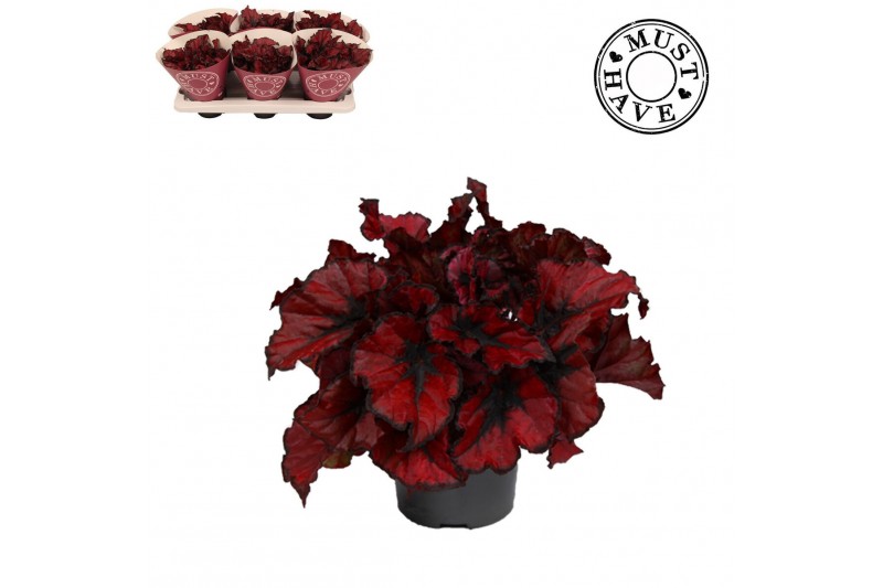 Begonia blad rex kohala red Bladbegonia Rex Kohala Red MUST HAVE1 pp 