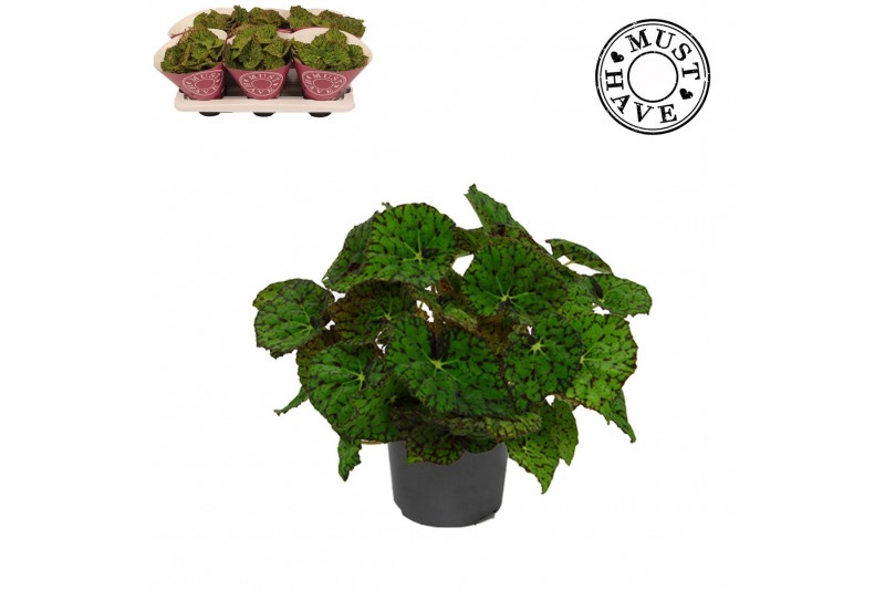 Begonia blad rex lime fever Bladbegonia Rex Lime Fever MUST HAVE1 pp 