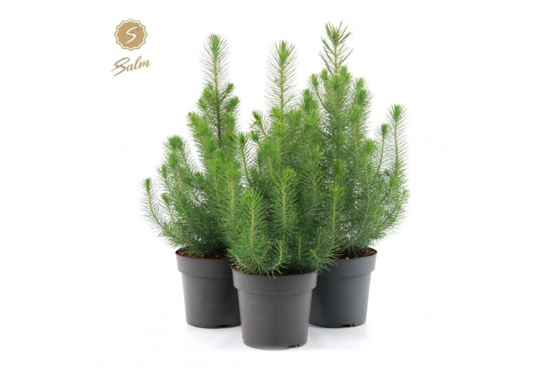 Pinus pinea silver crest Pinus pinea Silver Crest P17 40-50 