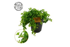 Peperomia rotundifolia Peperomia Rotundifolia 15cm