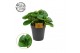 Peperomia obtusifolia green gold Peperomia Obtusifolia Groen 15cm 