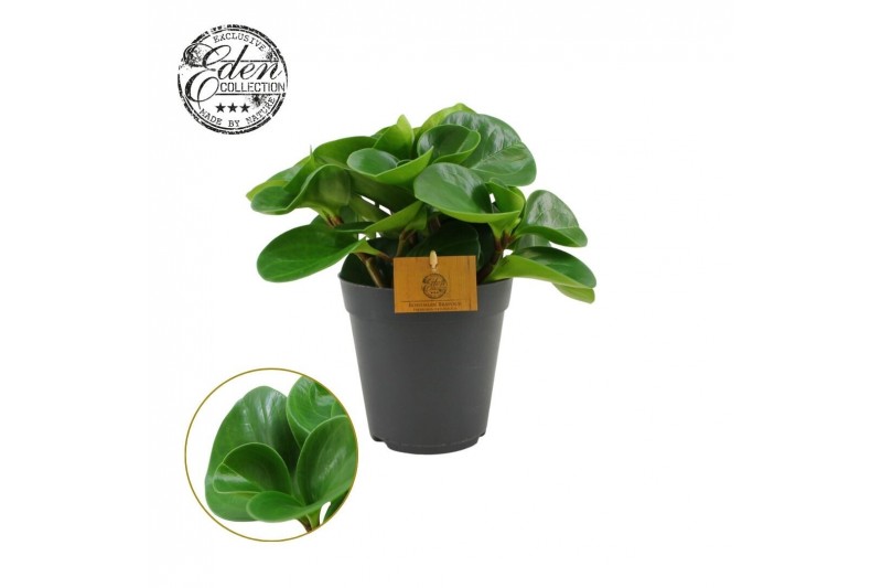 Peperomia obtusifolia green gold Peperomia Obtusifolia Groen 15cm 