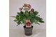 Helleborus orientalis Helleborus Orientalis VIV Double Flowered 19 cm  
