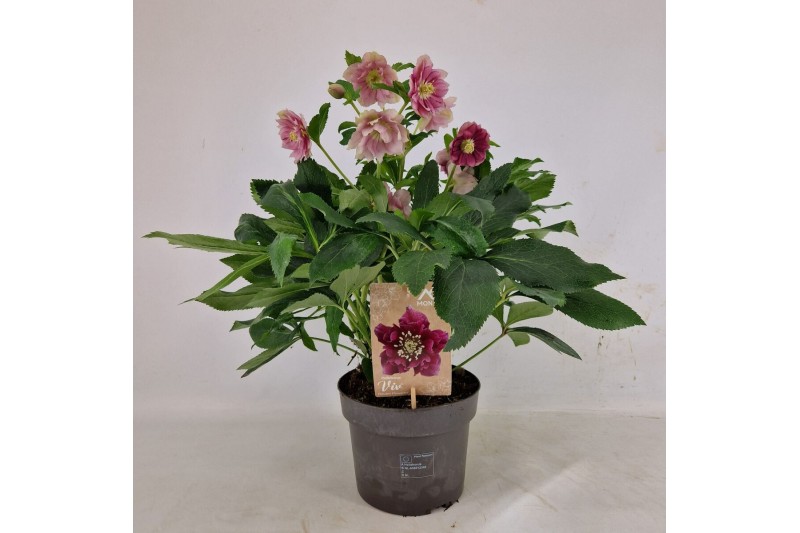 Helleborus orientalis Helleborus Orientalis VIV Double Flowered 19 cm  