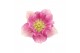 Helleborus orientalis Helleborus Orientalis VIV Single & Double Flower 