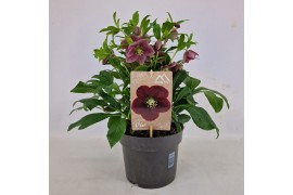 Helleborus orientalis Helleborus Orientalis VIV Single Flowered 19 cm 