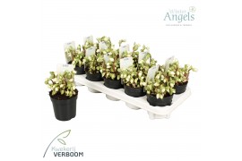 Helleborus niger verboom beauty Helleborus Verboom Beauty p10 10+ bloe