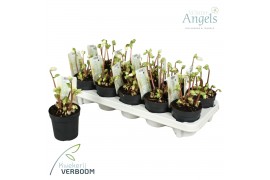 Helleborus niger verboom beauty Helleborus verboom beauty 6+ bloem 6 b