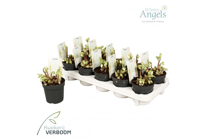 Helleborus niger verboom beauty Helleborus verboom beauty 8+ bloem 8 b 