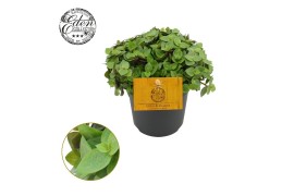 Callisia turtle Callisia Turtle 10,5cm