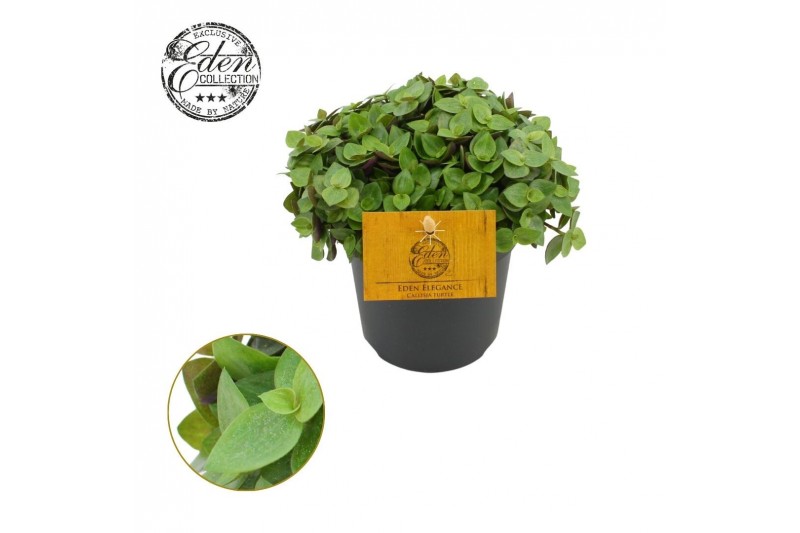 Callisia turtle Callisia Turtle 10,5cm 