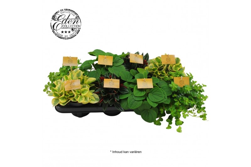 Peperomia mix Peperomia gemengd 10,5cm 