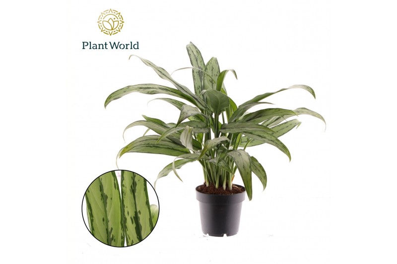 Aglaonema cutlass Aglaonema Cutlass 2 pp 