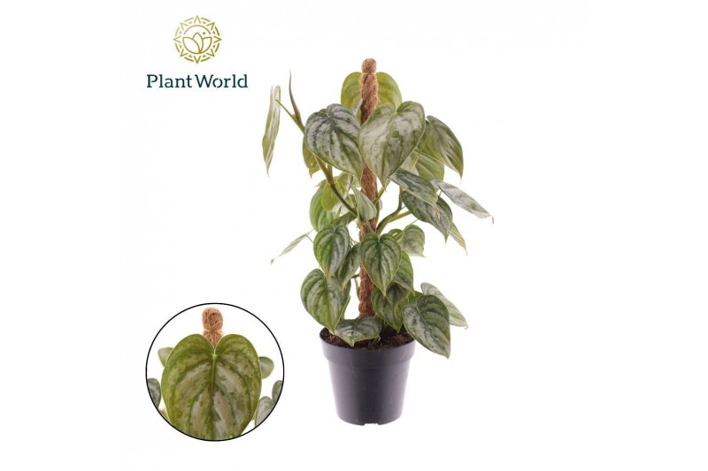 Philodendron brandtianum Philodendron Brandtianum Mosstok 3 pp 