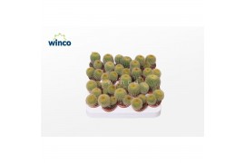 Cactus Notocactus Leninghausii (group)