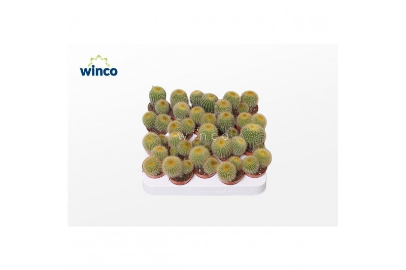 Cactus Notocactus Leninghausii (group) 