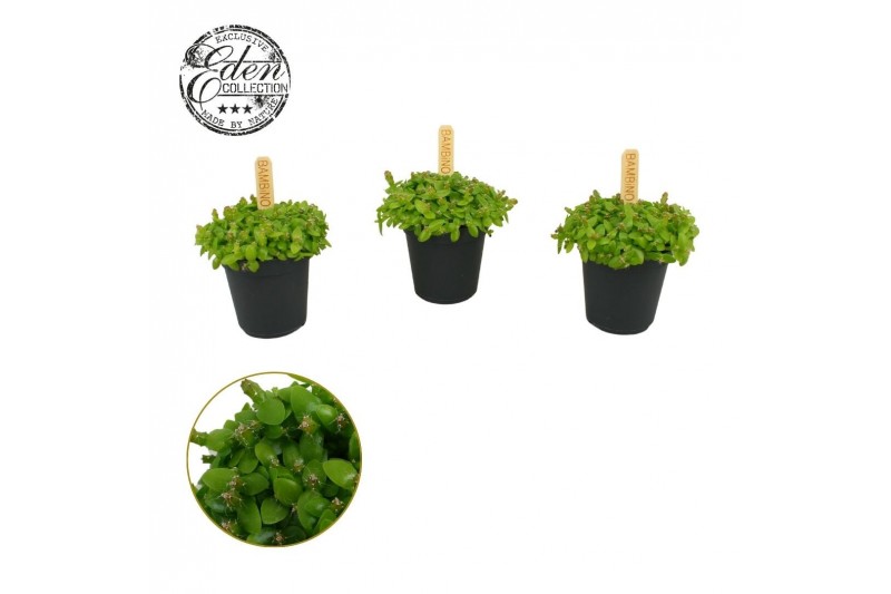 Hylocereus undatus Hylocereus Undatus 5,5cm 