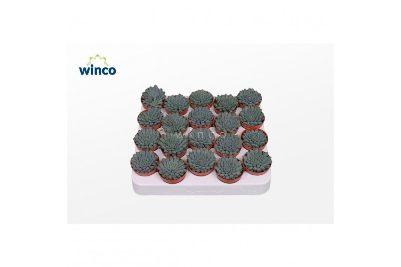 Echeveria Echeveria Rundelli1 bl. 