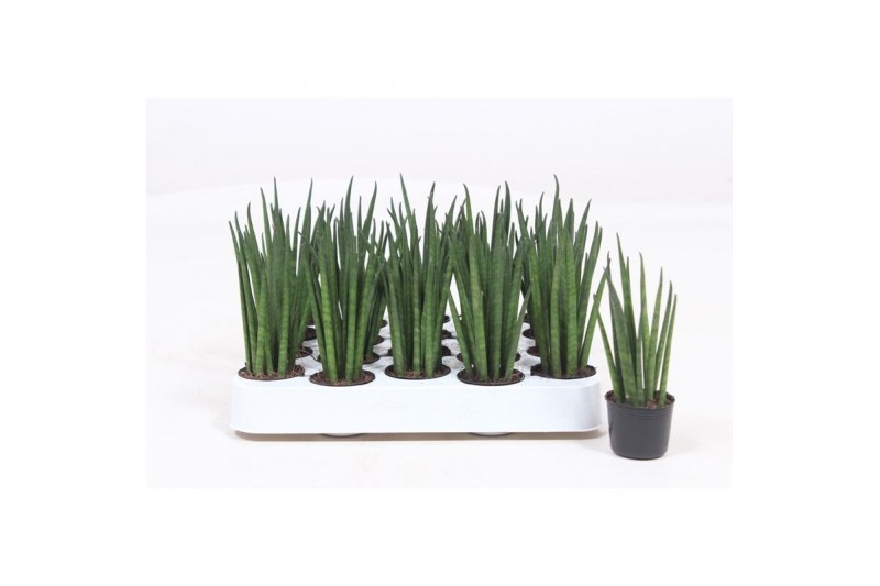 Sansevieria bacularis Sansevieria Mikado 