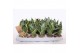 Sansevieria trifasciata golden hahnii Sansevieria Golden Edge Hahni 
