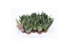Sansevieria trifasciata golden hahnii Sansevieria Golden Edge Hahni 