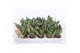 Sansevieria trifasciata golden hahnii Sansevieria Golden Edge Hahni 