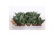 Sansevieria trifasciata hahnii Sansevieria Hahnii 