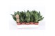 Sansevieria trifasciata hahnii Sansevieria Hahnii 
