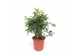 Dracaena surculosa Dracaena Surculosa15 pp