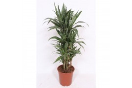 Dracaena fragr. der. warneckei Dracaena Warneckei10 pp