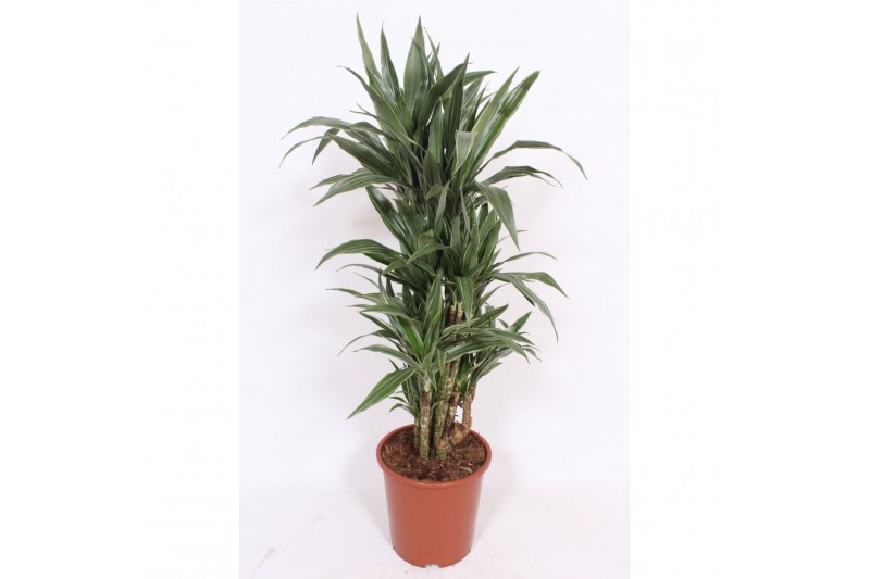 Dracaena fragr. der. warneckei Dracaena Warneckei10 pp 