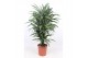 Dracaena fragr. der. warneckei Dracaena Warneckei10 pp 
