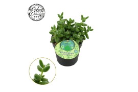 Delosperma echinatum Delosperma Echinatum 12cm Engels etiket