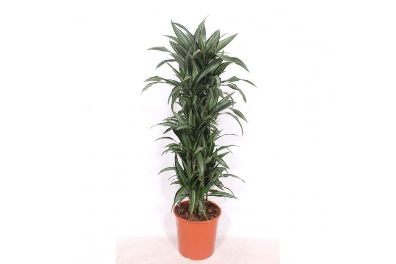 Dracaena fragr. der. ulises Dracaena Ulises12 pp 