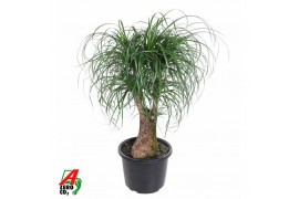 Beaucarnea recurvata Beaucarnea vertakt P32 - 2ft3 tak/plnt 1 pp