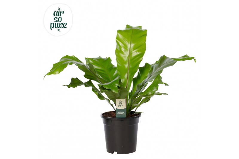 Asplenium nidus Asplenium nidus - Air So Pure 