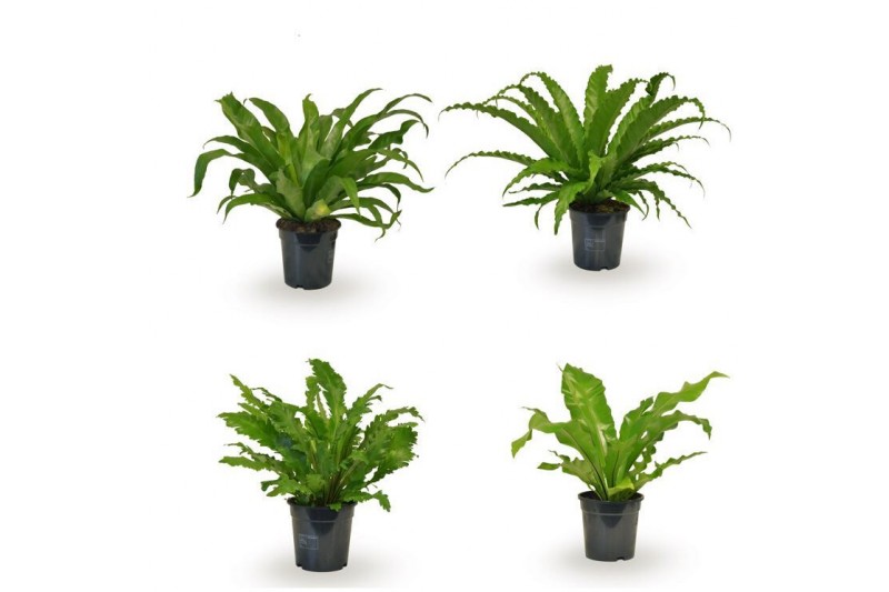 Asplenium mix Asplenium gemengd 