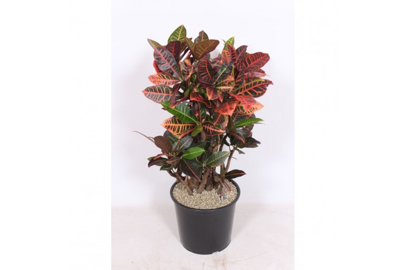 Codiaeum variegata petra Codiaeum Petra1 pp 