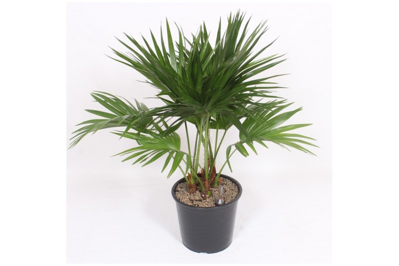 Livistonia australis Livistona chinensis3 pp 