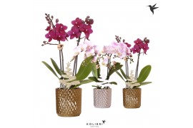 Phalaenopsis multiflora Kolibri Orchids Phalaenopsis mix 2 spike in Di